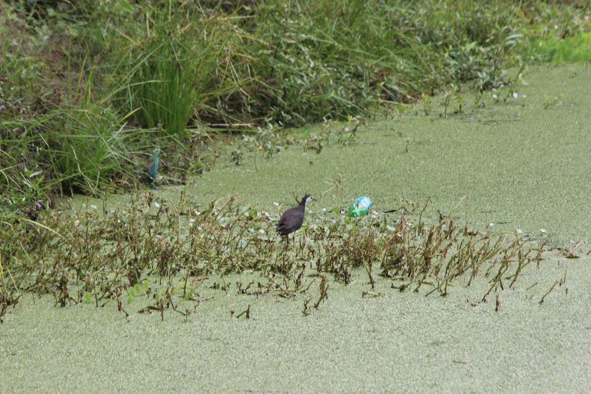 White-breasted Waterhen - ML539276171