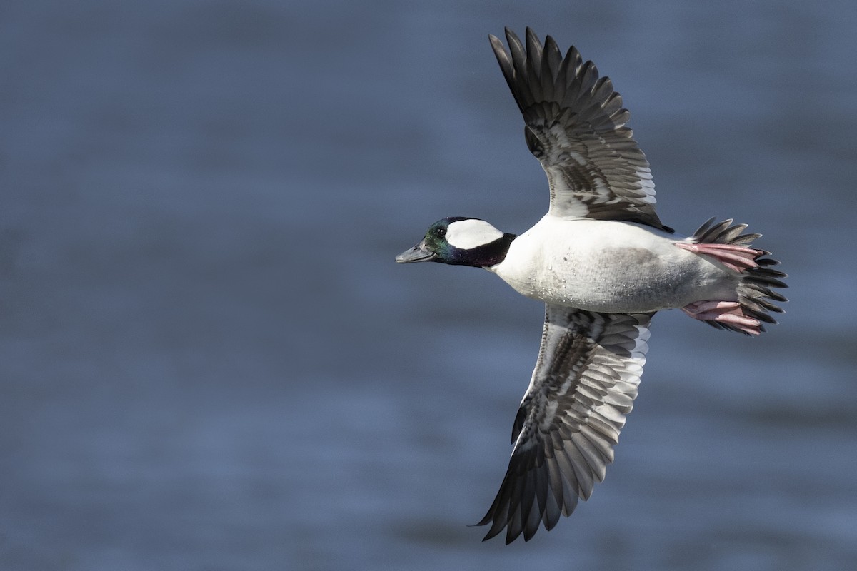 Bufflehead - ML539276551