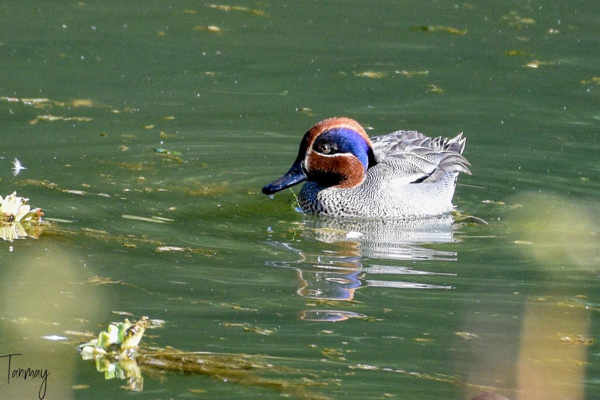 Green-winged Teal - ML539276671