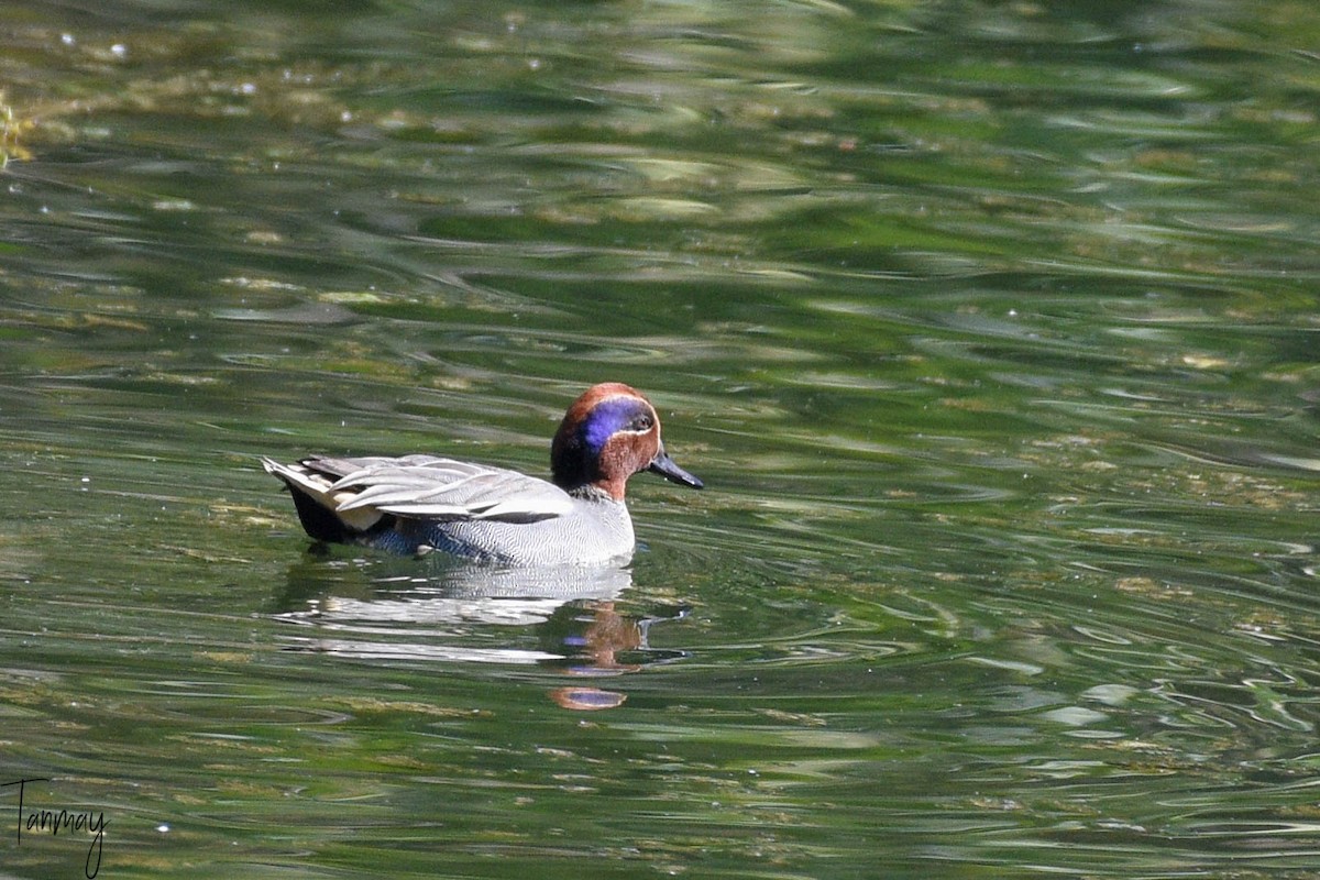 Green-winged Teal - ML539276691