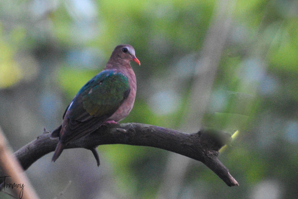 Asian Emerald Dove - tanmay mukhopadhyay