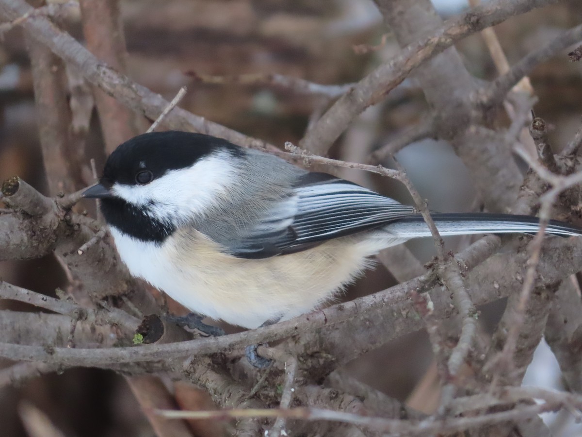 Black-capped Chickadee - ML539276921