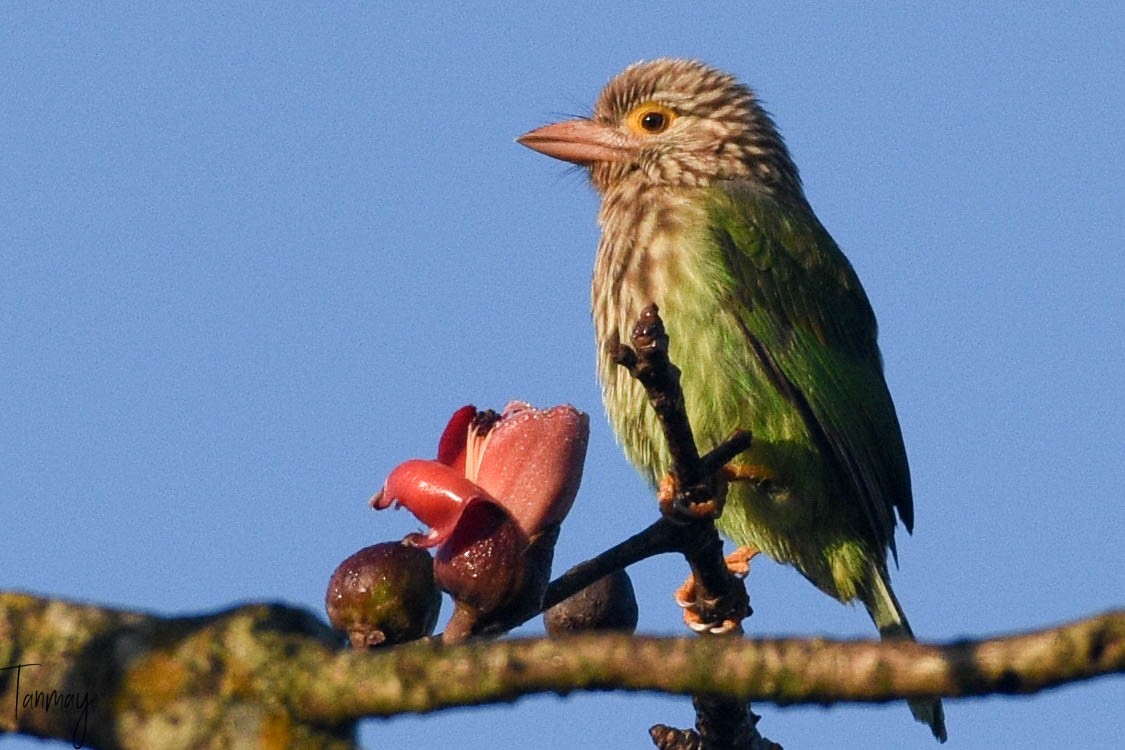 Lineated Barbet - ML539277621