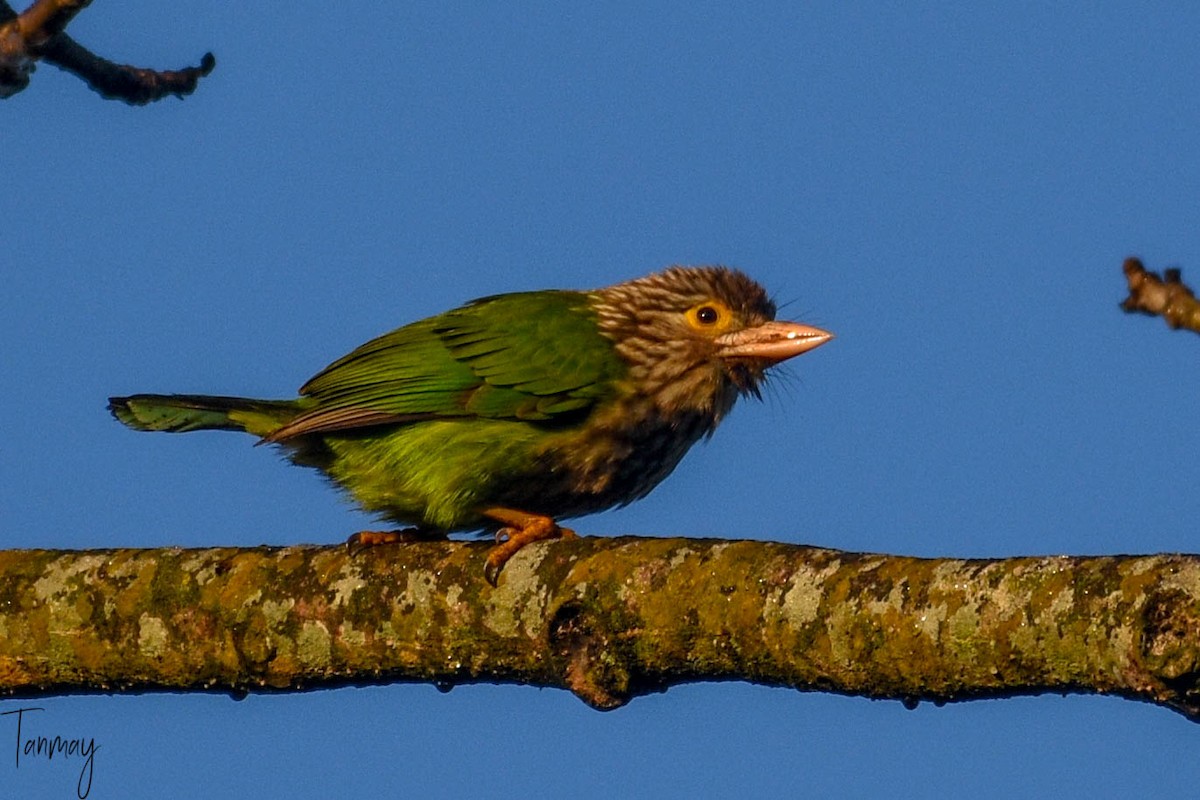 Lineated Barbet - ML539277631