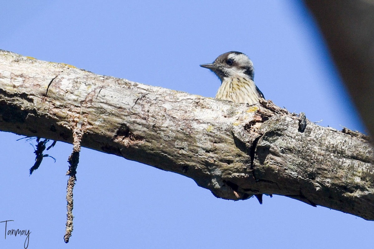 Gray-capped Pygmy Woodpecker - ML539277801