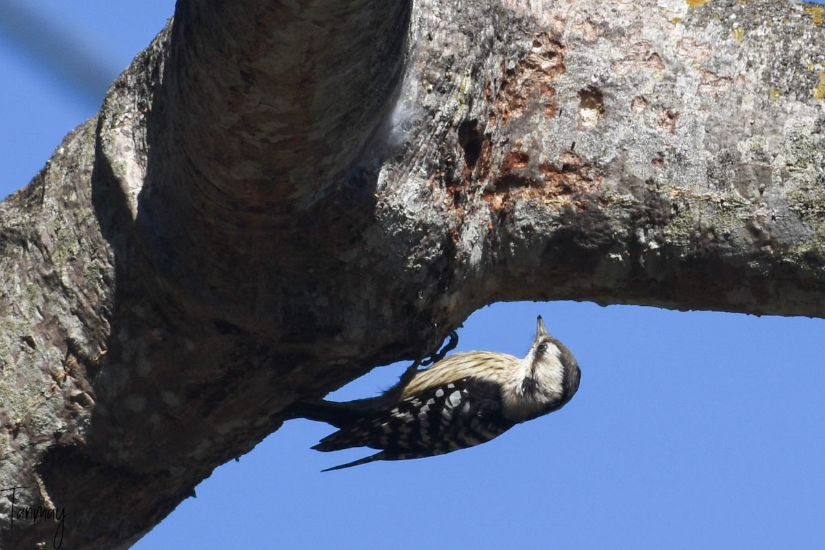 Gray-capped Pygmy Woodpecker - ML539277811