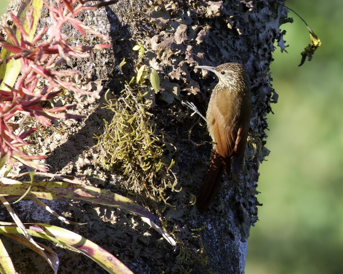 Spot-crowned Woodcreeper - Nicole Desnoyers