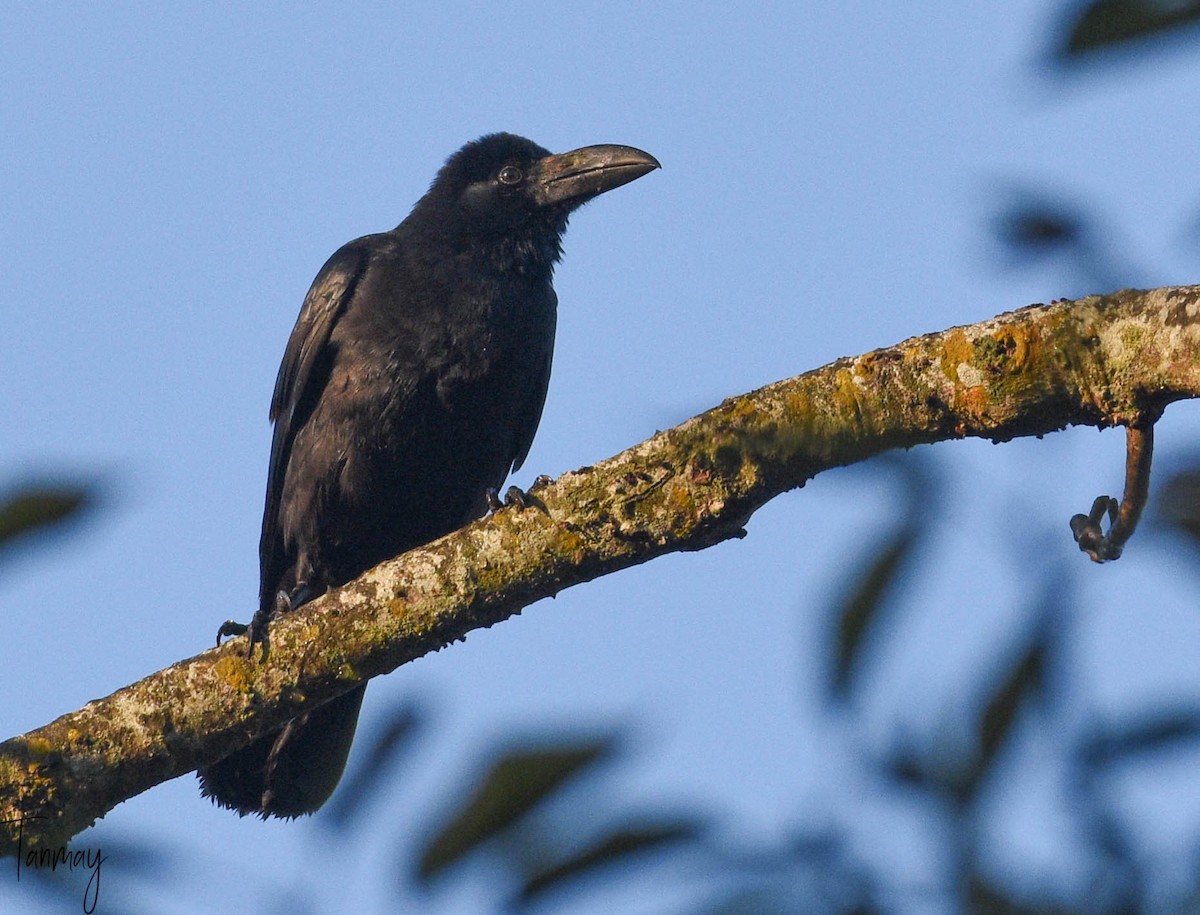 Large-billed Crow - ML539278011