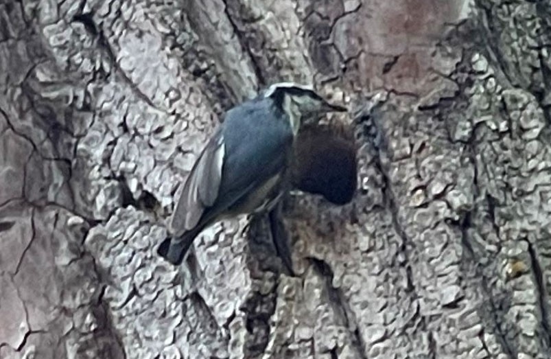 ムネアカゴジュウカラ - ML539278541