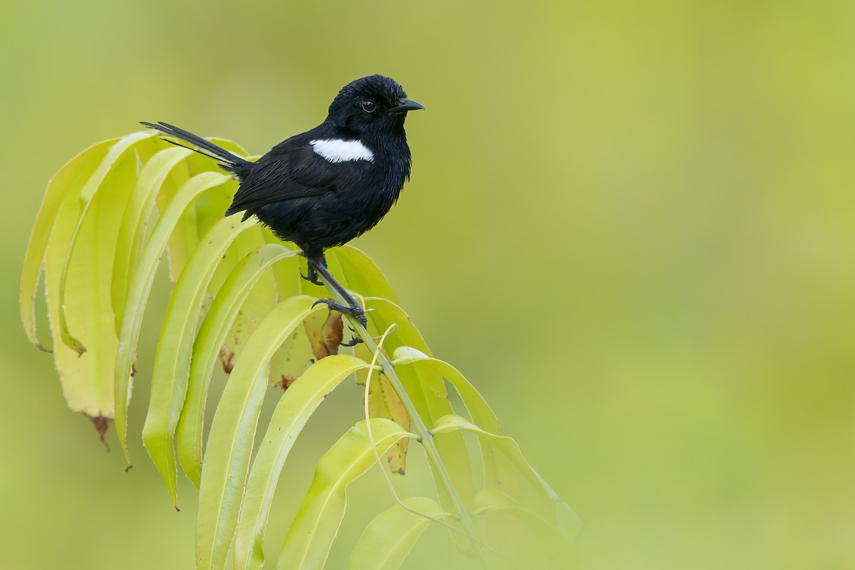 White-shouldered Fairywren - Dubi Shapiro