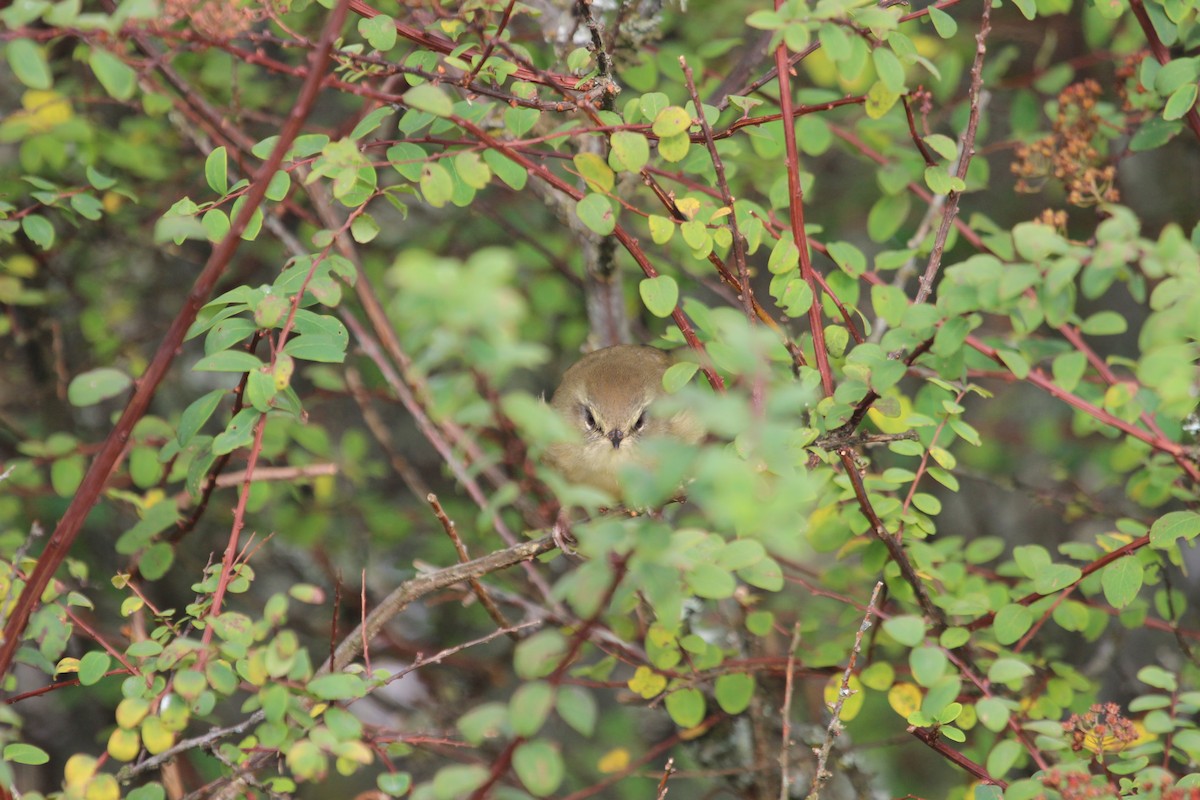 Aberrant Bush Warbler (Perplexing) - Kevin Cheng
