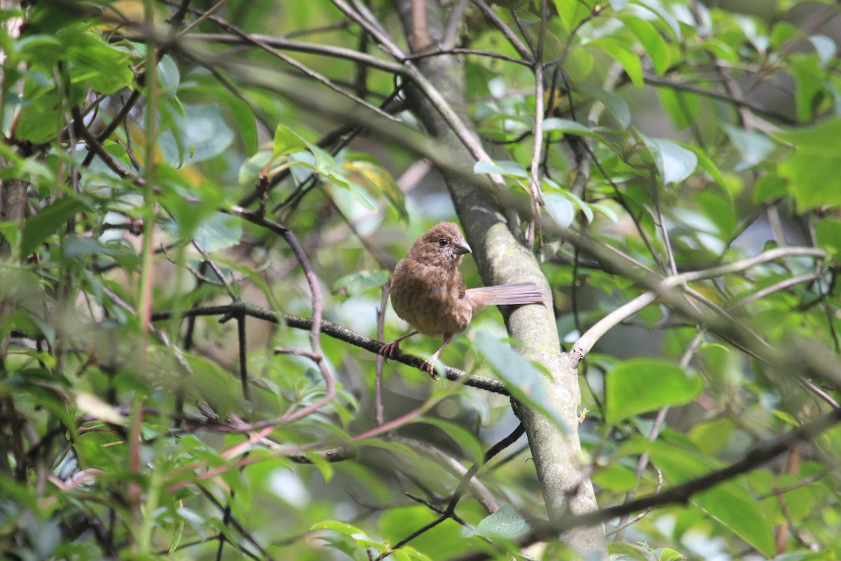 Vinaceous Rosefinch - Kevin Cheng