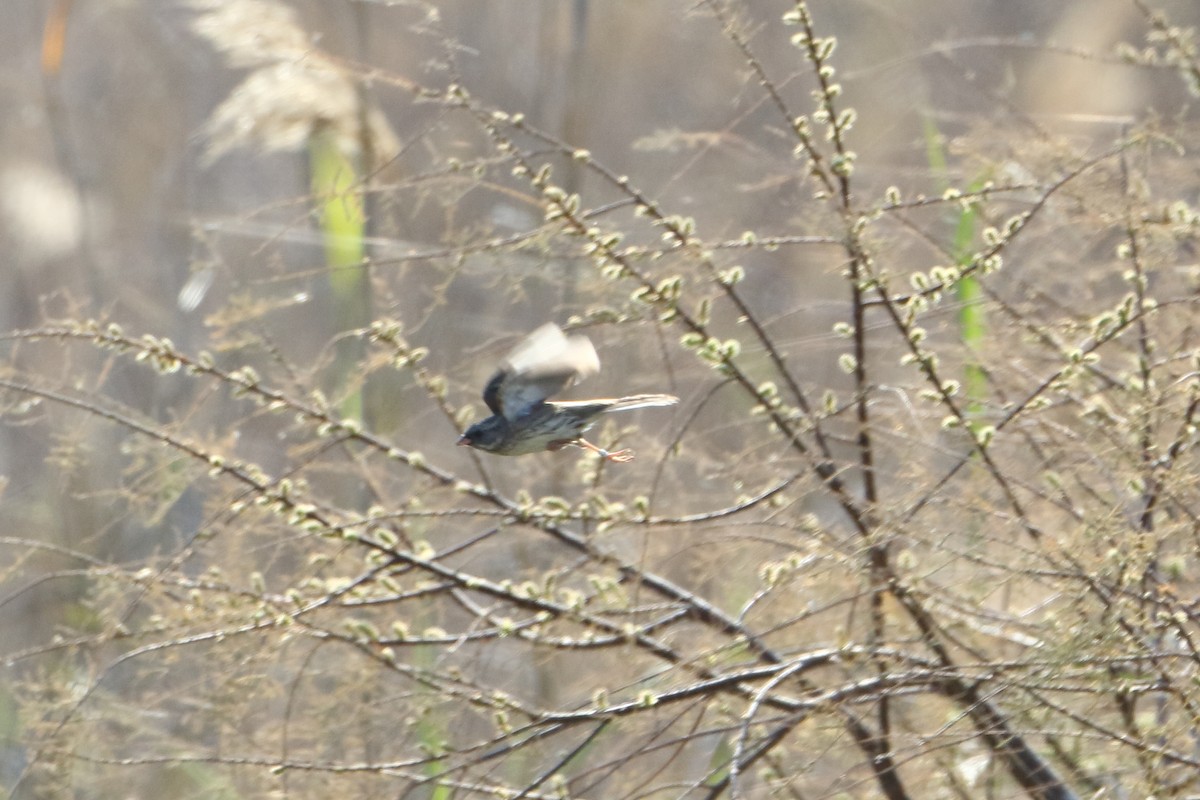 Escribano Enmascarado (spodocephala/sordida) - ML539283281