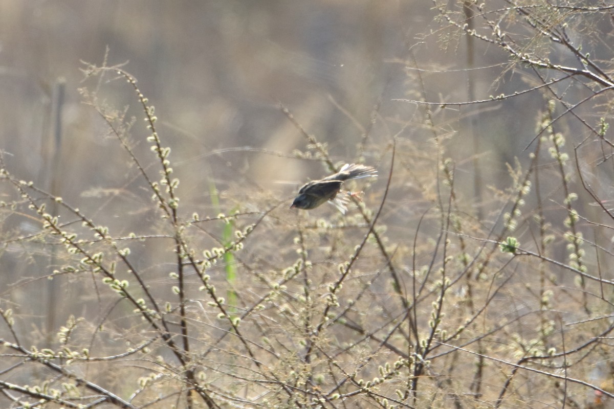 Black-faced Bunting - ML539283291