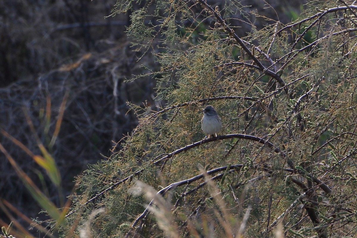 Black-faced Bunting - Ohad Sherer