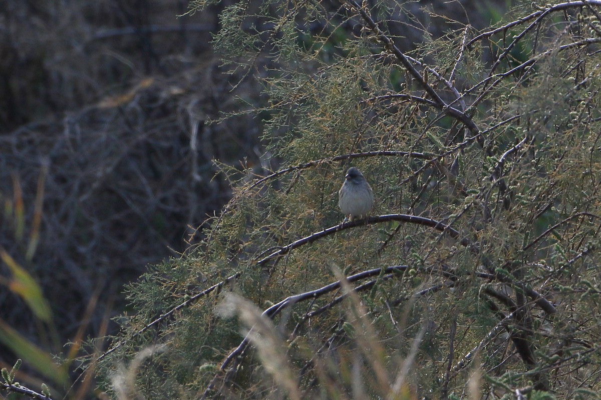 Escribano Enmascarado (spodocephala/sordida) - ML539283311