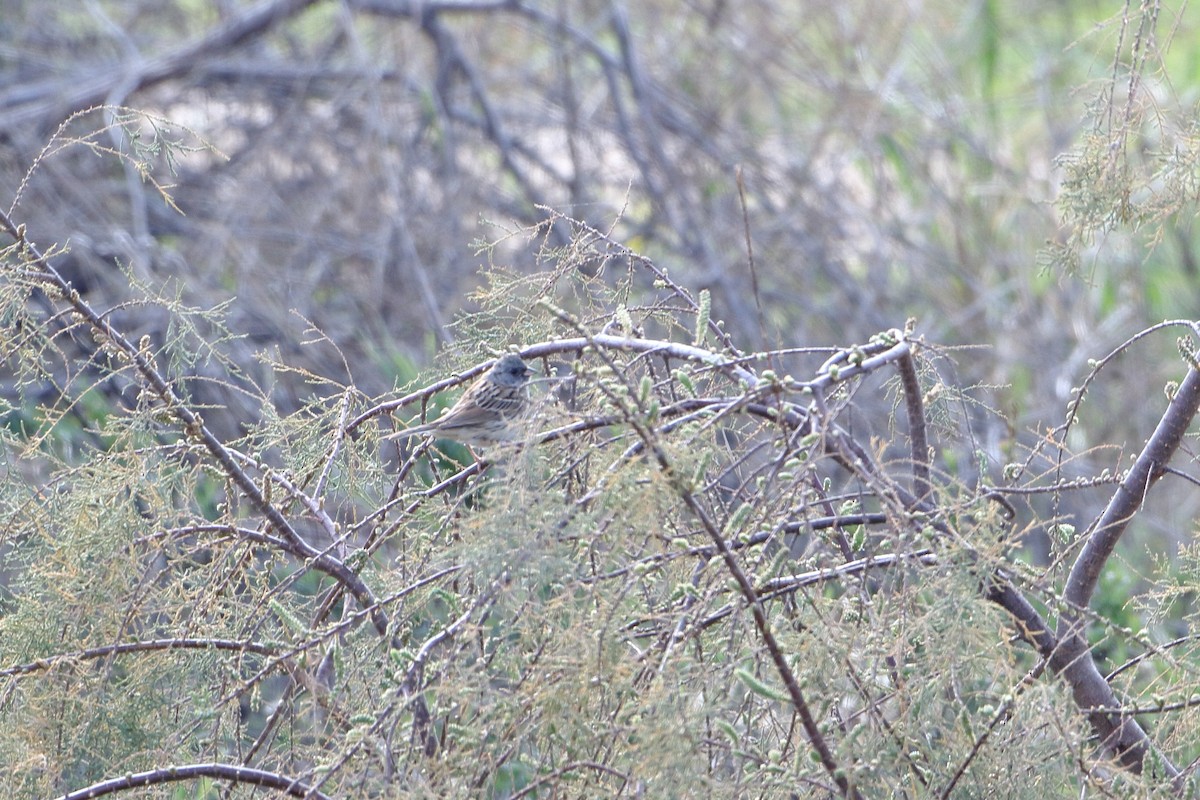 Black-faced Bunting - ML539283321