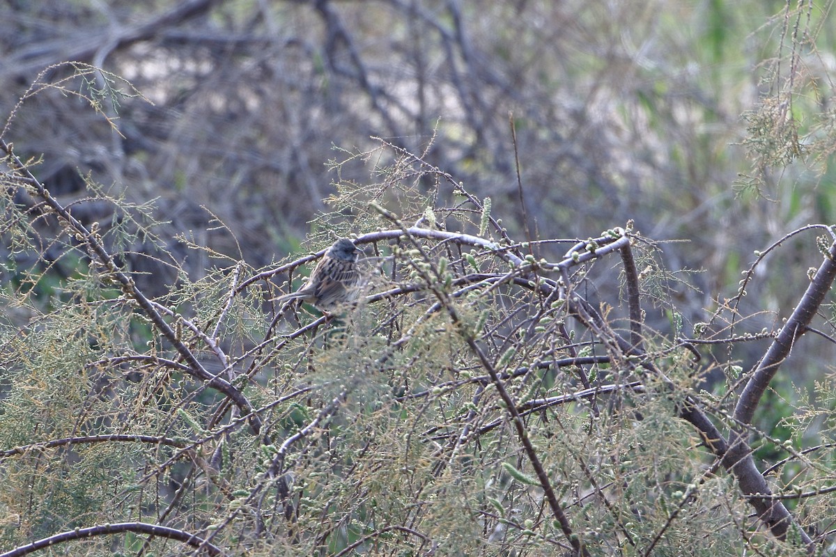 Black-faced Bunting - ML539283331