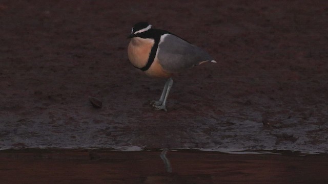 Egyptian Plover - ML539283531