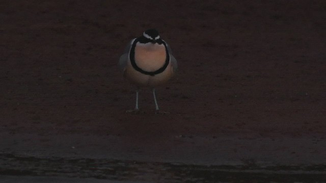 Egyptian Plover - ML539283591