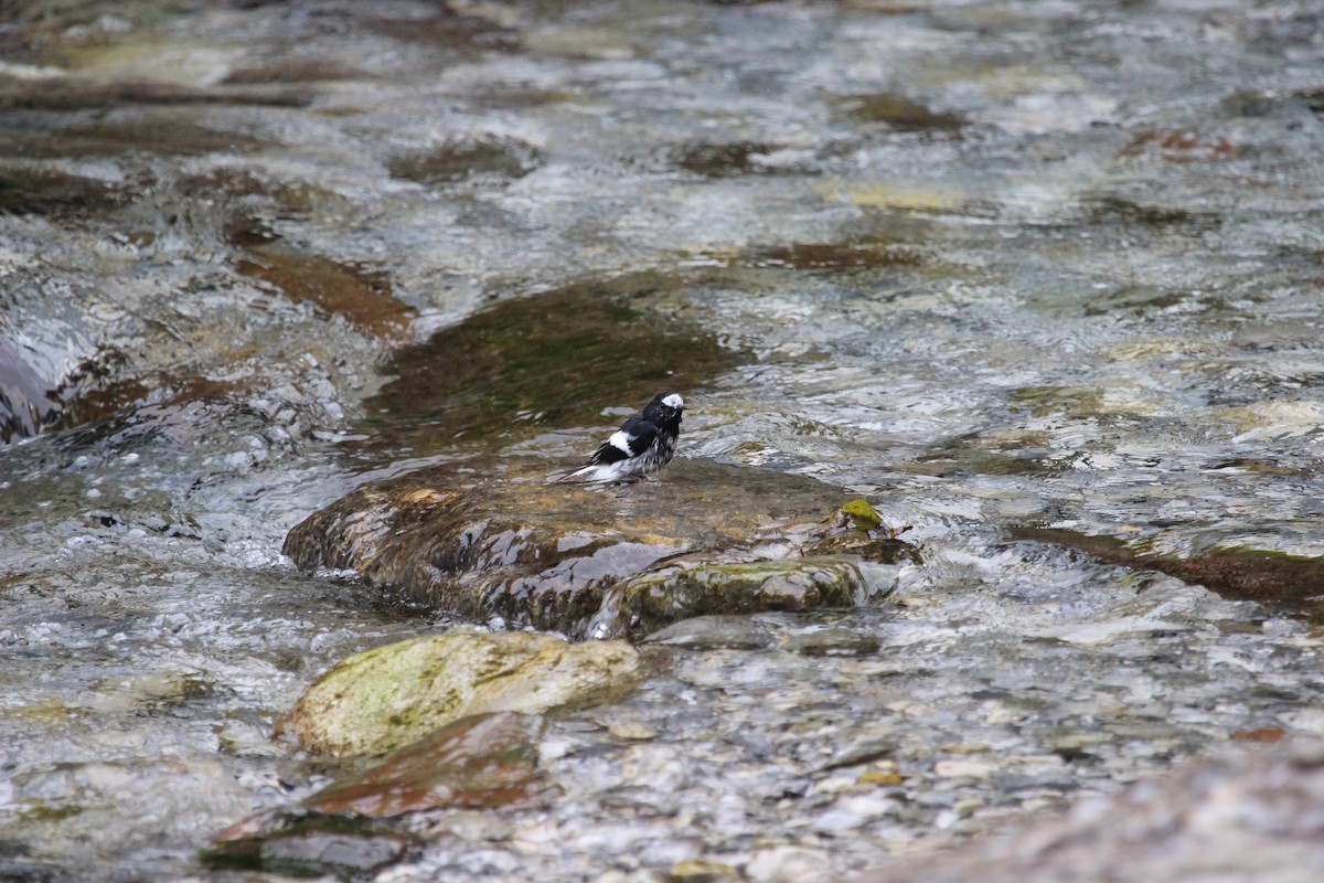 Little Forktail - ML539283601