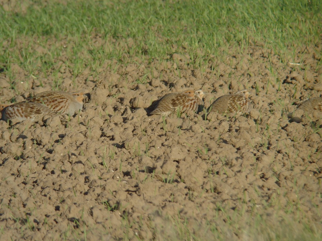 Gray Partridge - ML539283991