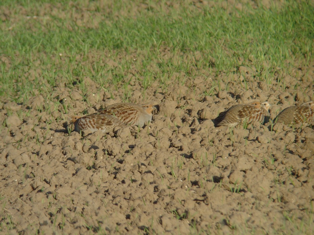 Gray Partridge - ML539284001