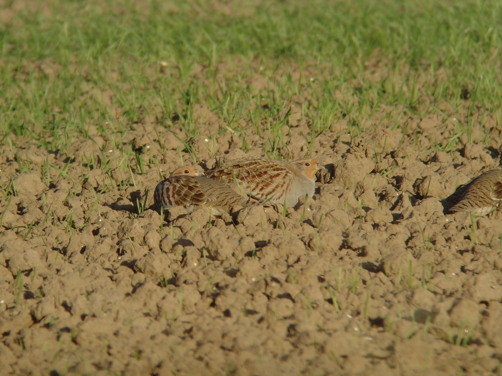 Gray Partridge - ML539284011