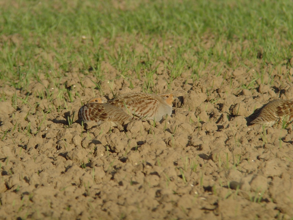 Gray Partridge - ML539284031