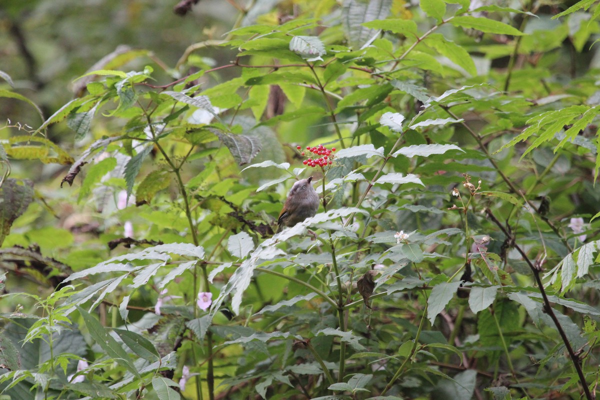 Gray-hooded Fulvetta - ML539284541