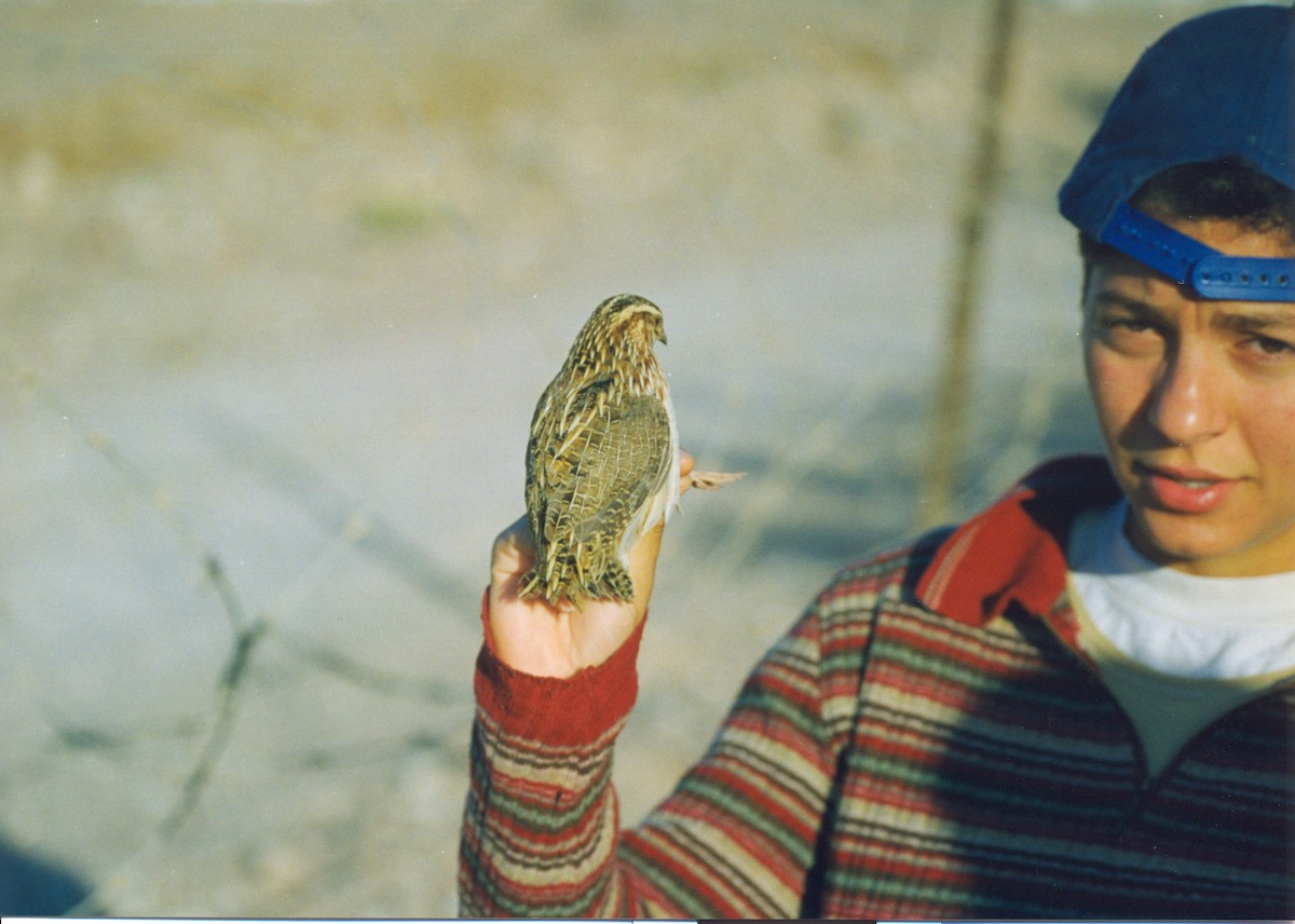 Common Quail - ML539284571