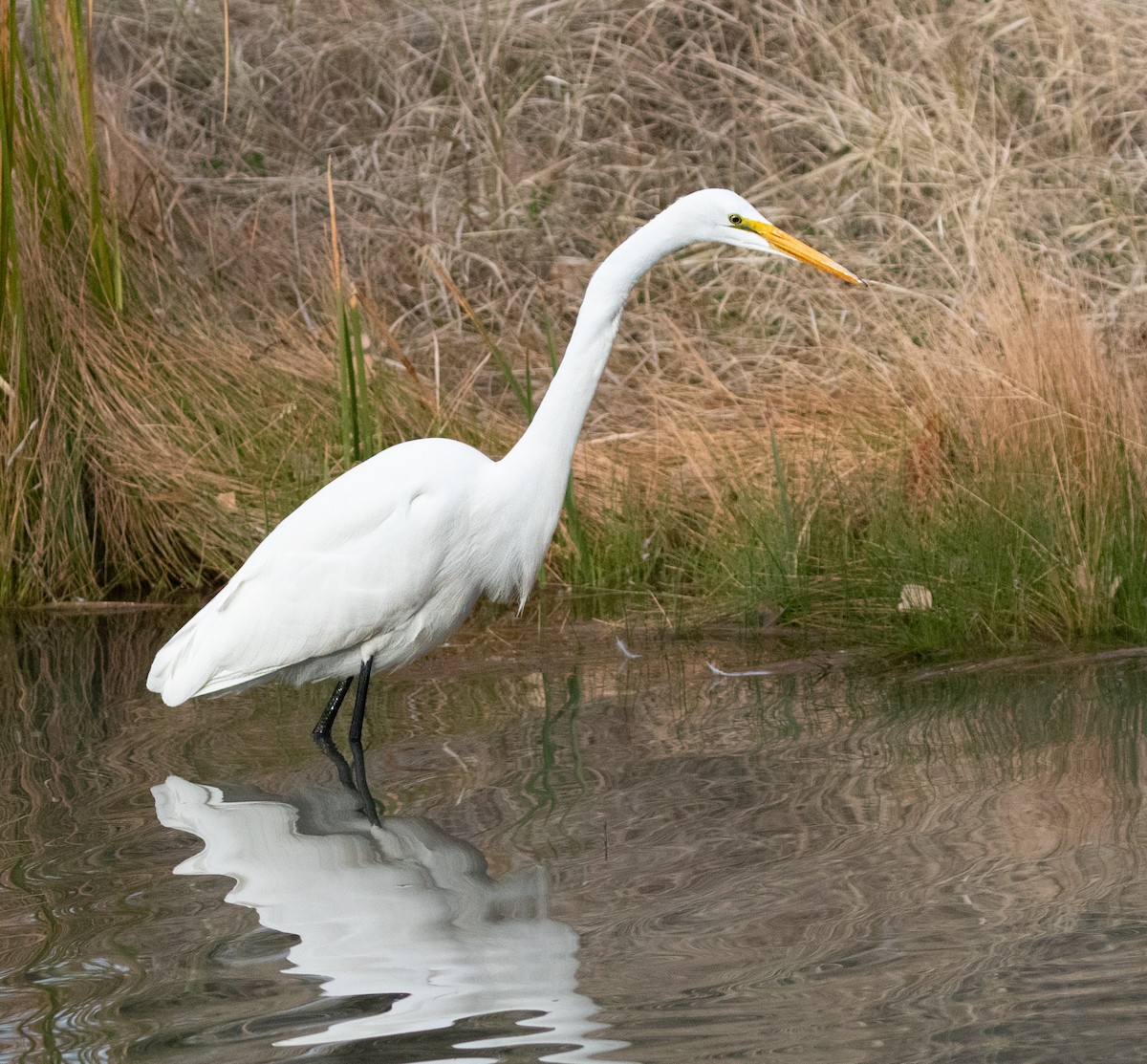 Great Egret - ML539284591