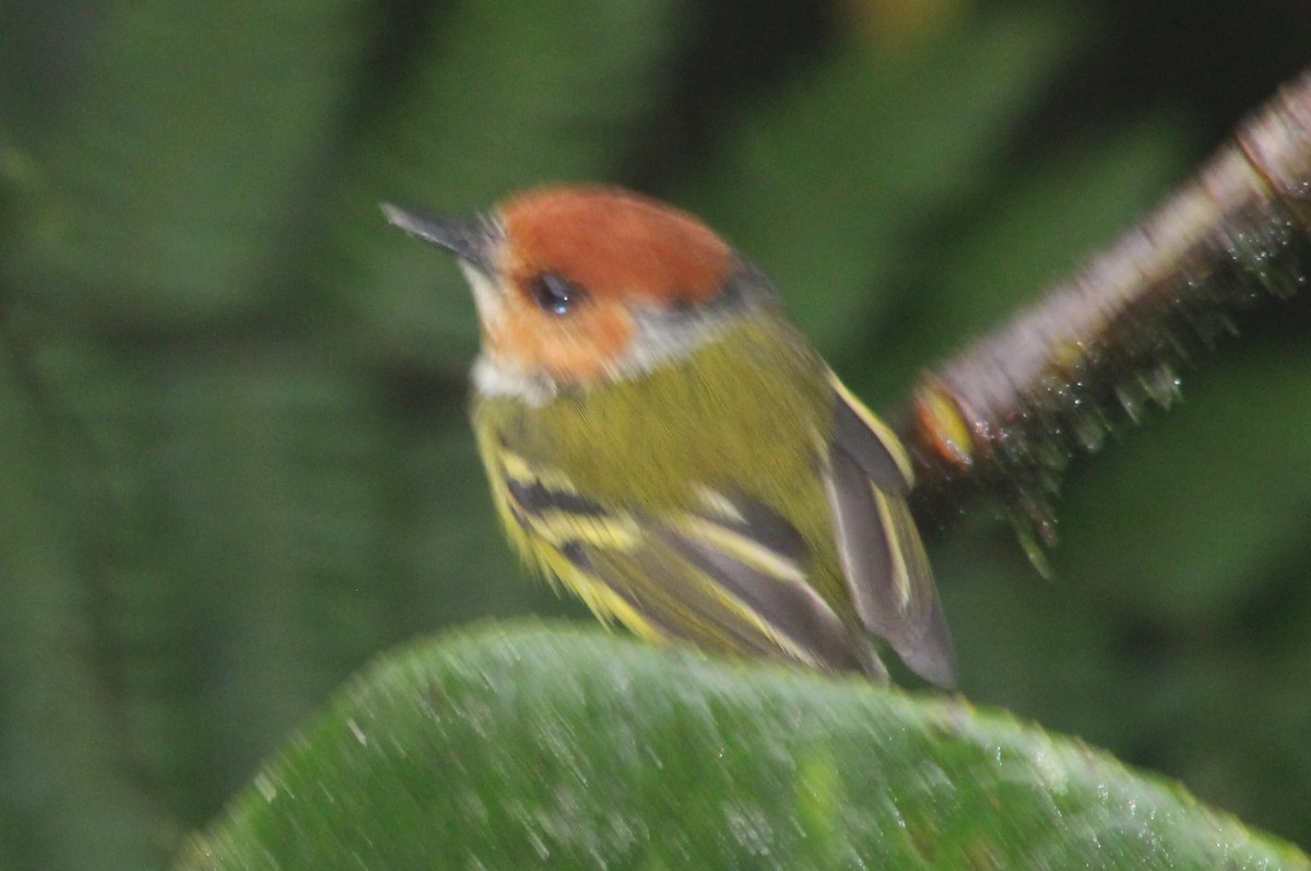 Rufous-crowned Tody-Flycatcher - ML539284911