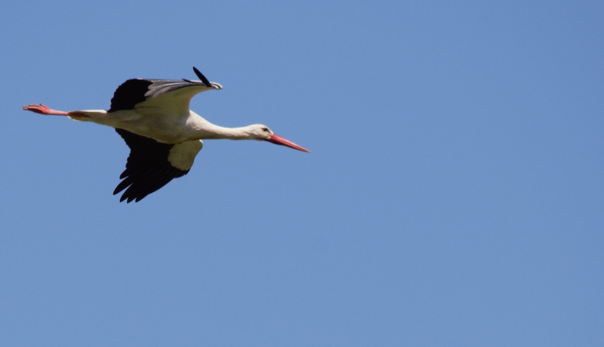 White Stork - ML539285881