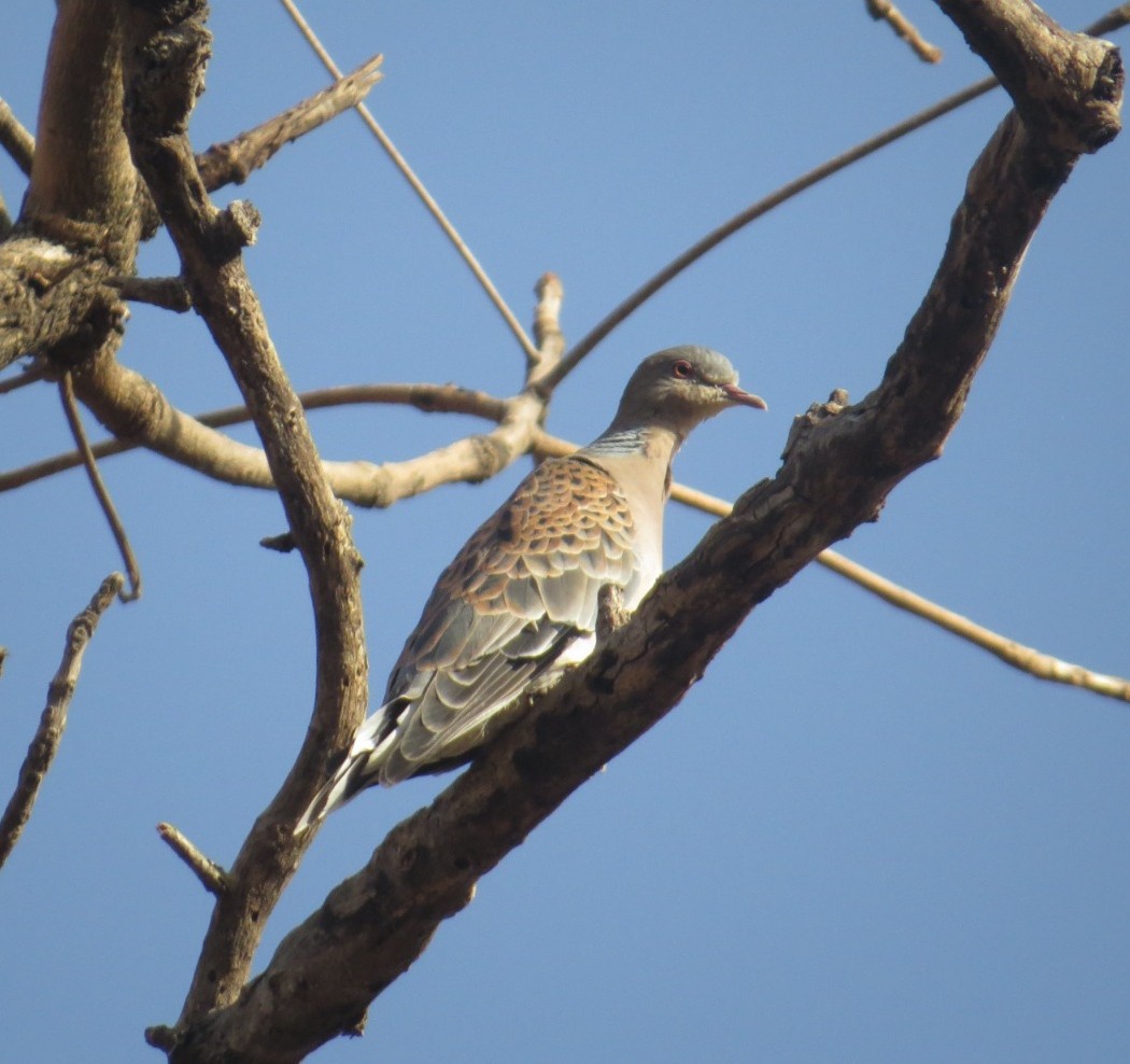 Oriental Turtle-Dove - ML539286031