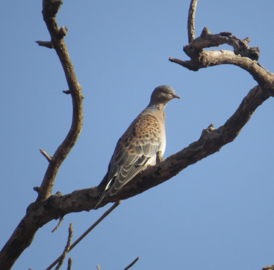 Oriental Turtle-Dove - ML539286041