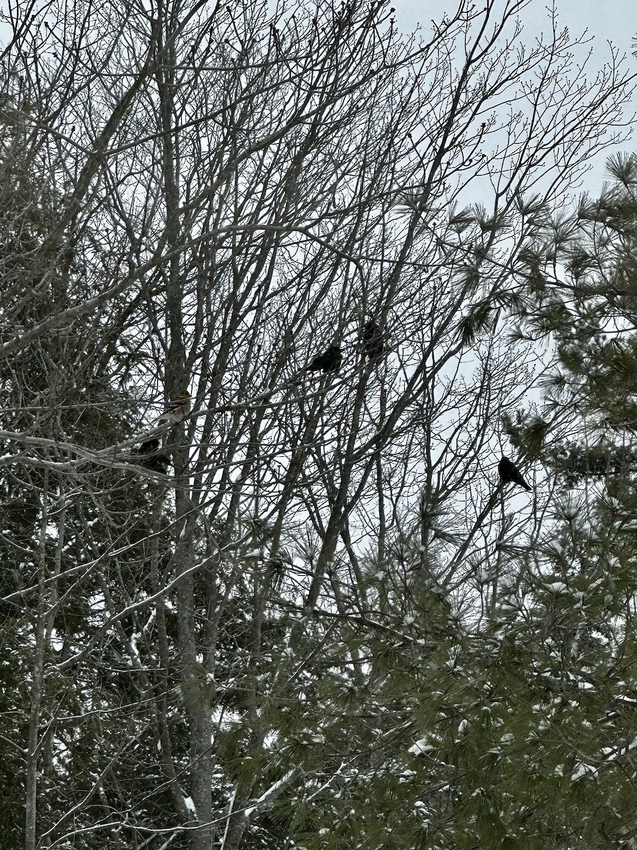 American Crow - ML539286181