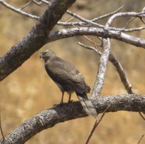 Eurasian Sparrowhawk - ML539286401