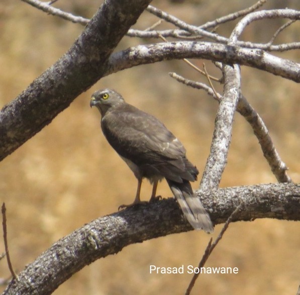 Eurasian Sparrowhawk - ML539286411