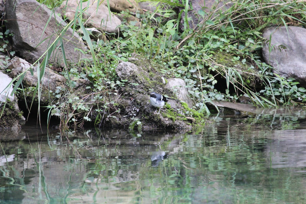 Slaty-backed Forktail - ML539286681