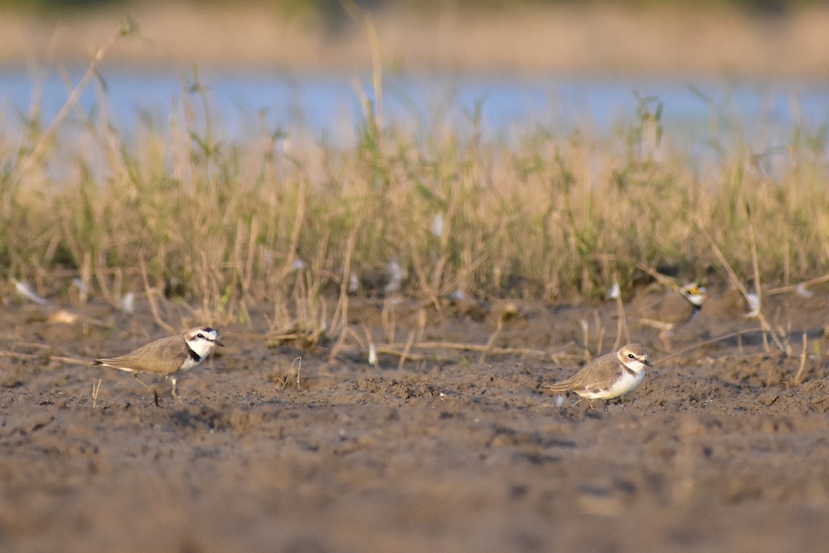 Kentish Plover - ML539288511