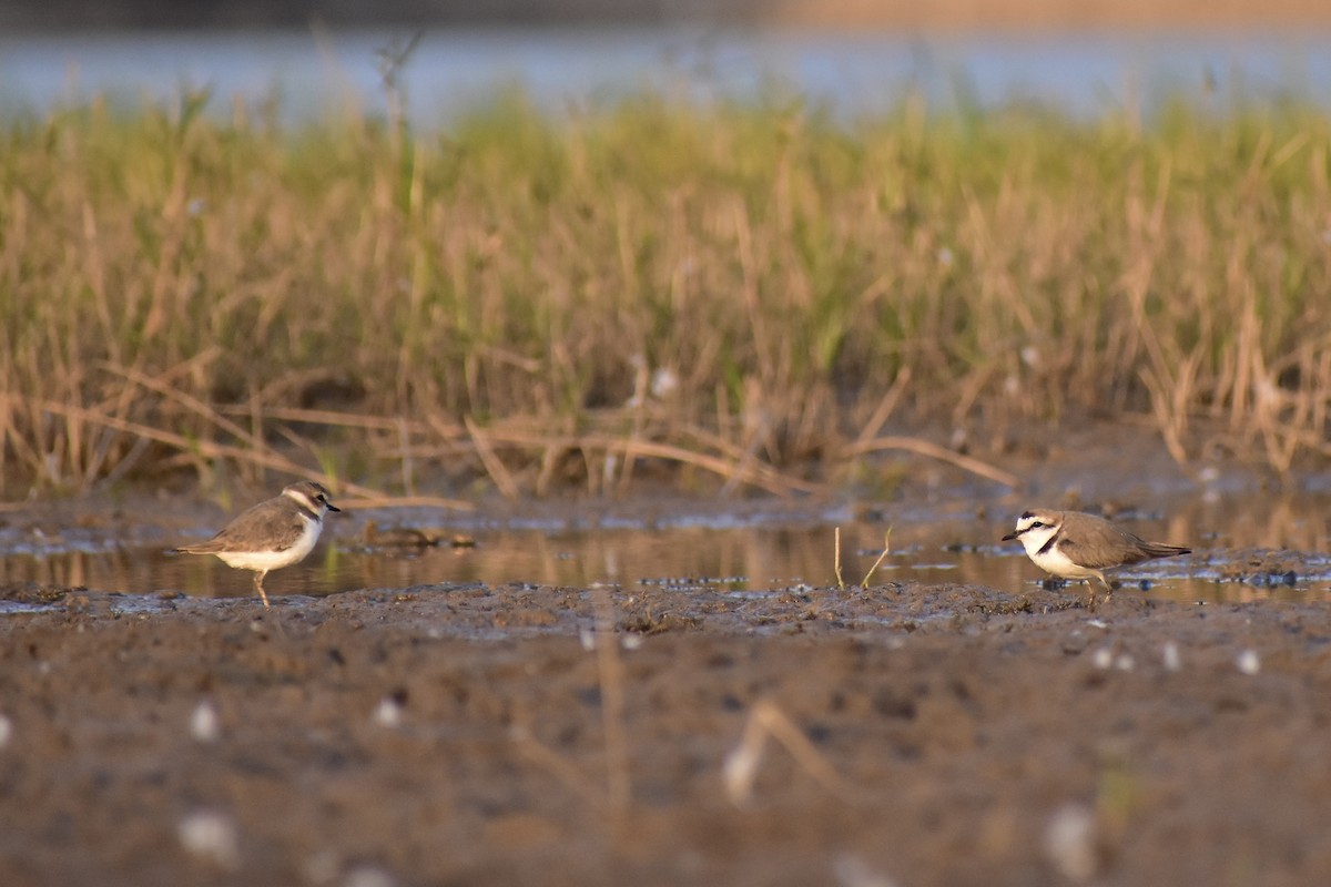 Kentish Plover - ML539288521