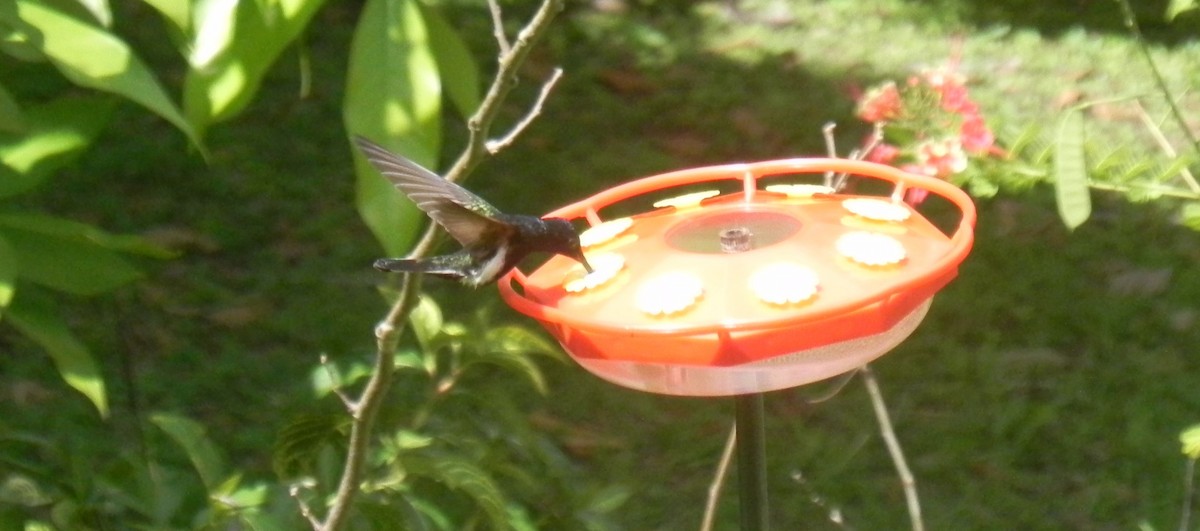 kolibřík černobílý - ML539288851