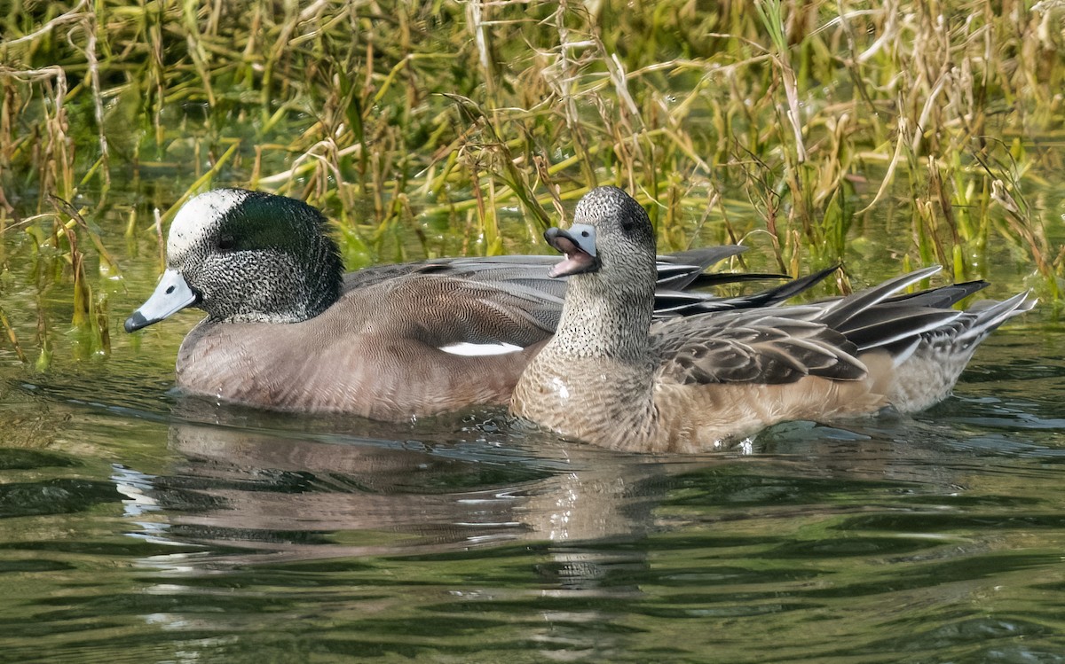 American Wigeon - ML539288961