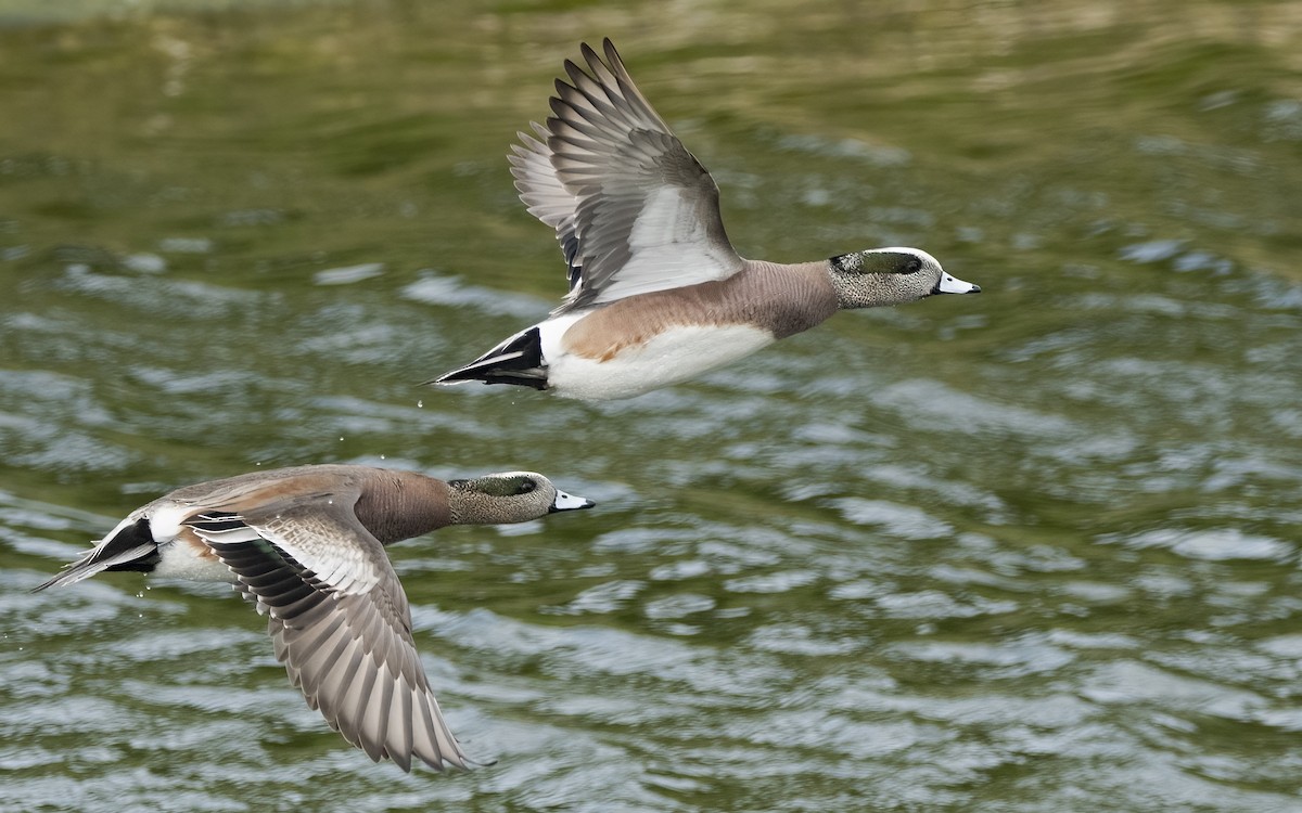 American Wigeon - ML539288971