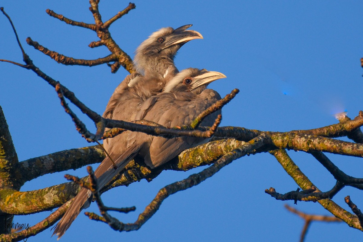 Indian Gray Hornbill - ML539289211