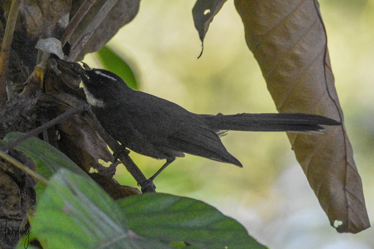 White-throated Fantail - ML539289421