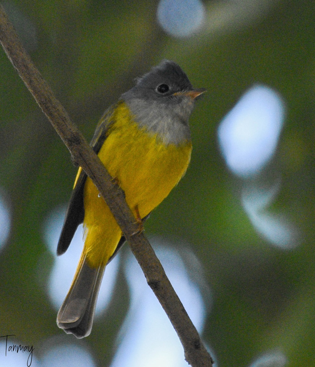 Gray-headed Canary-Flycatcher - ML539289451