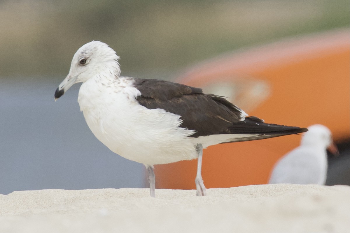 Lesser Black-backed Gull (fuscus) - ML539289491