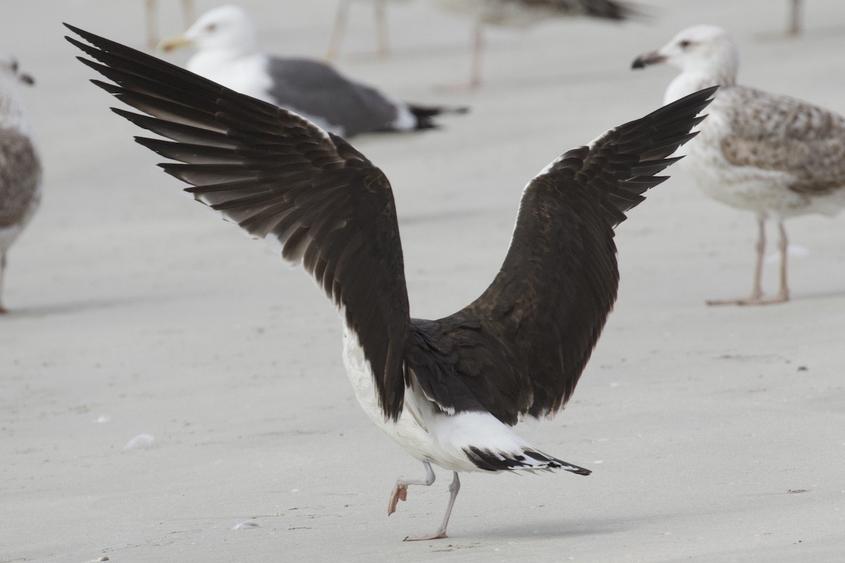 Lesser Black-backed Gull (fuscus) - ML539289501